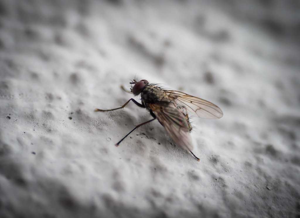 Fly on the Wall Fly on the Wall